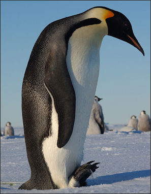 20120520-penguins Emperor-walk_hg.jpg